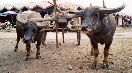 U Bein teak bridge
