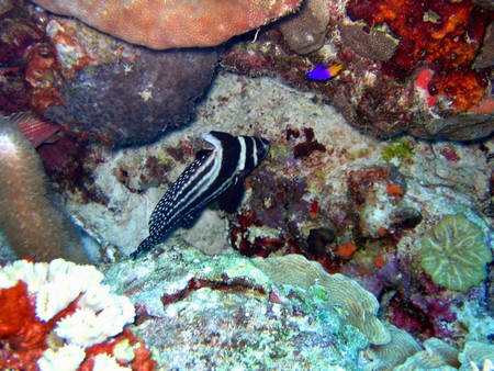 Diving, mostly on Bonaire