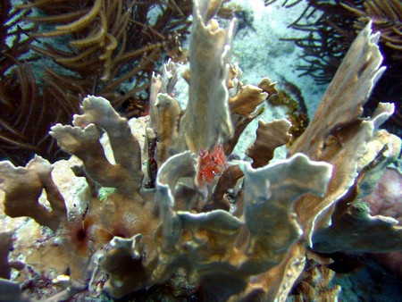 Diving, mostly on Bonaire