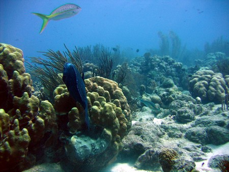 Diving, mostly on Bonaire
