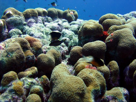 Diving, mostly on Bonaire