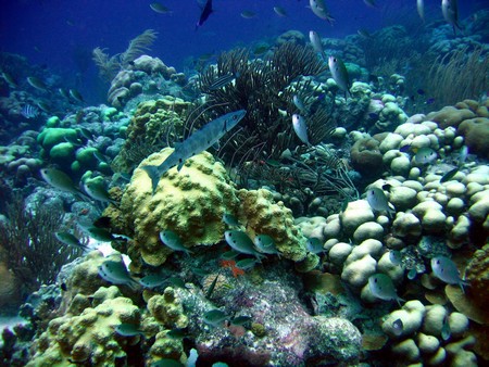 Diving, mostly on Bonaire