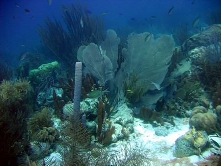 Diving, mostly on Bonaire