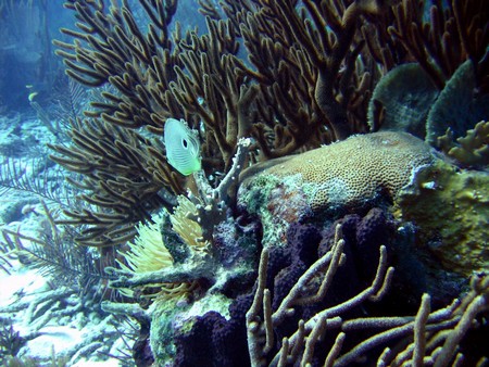 Diving, mostly on Bonaire