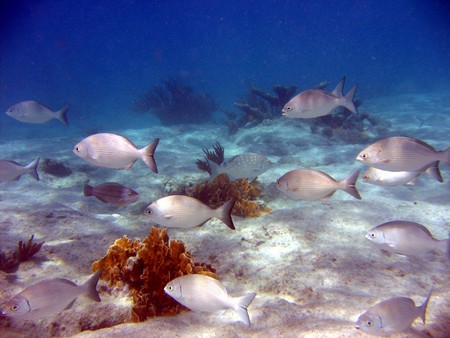 Diving, mostly on Bonaire