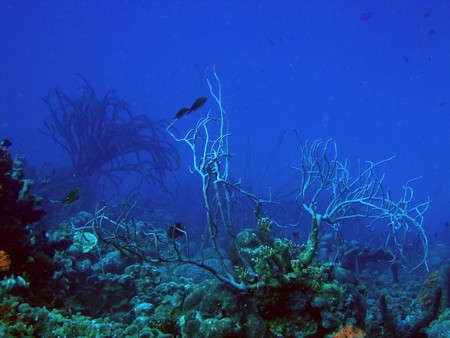Diving, mostly on Bonaire