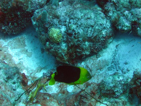 Diving, mostly on Bonaire