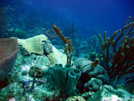 Diving, mostly on Bonaire