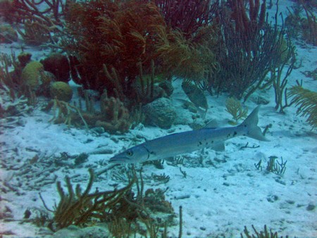 Diving, mostly on Bonaire