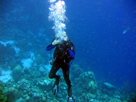 Diving, mostly on Bonaire