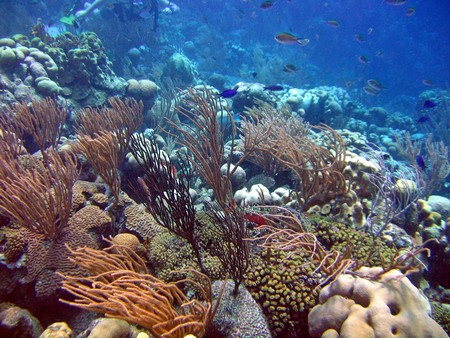 Diving, mostly on Bonaire
