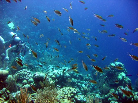 Diving, mostly on Bonaire