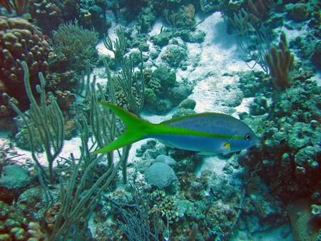 Diving, mostly on Bonaire