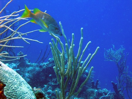 Diving, mostly on Bonaire