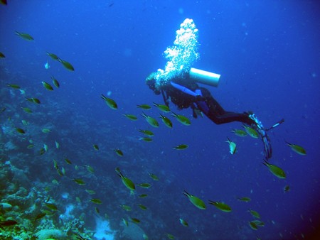 Diving, mostly on Bonaire