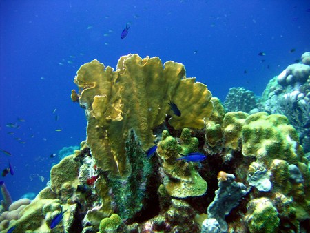 Diving, mostly on Bonaire