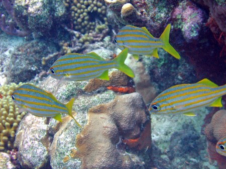 Diving, mostly on Bonaire