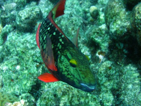 Diving, mostly on Bonaire