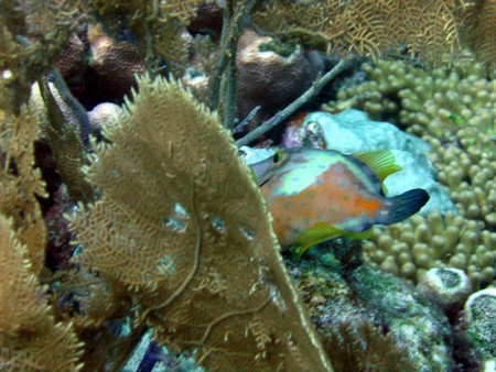 Diving, mostly on Bonaire