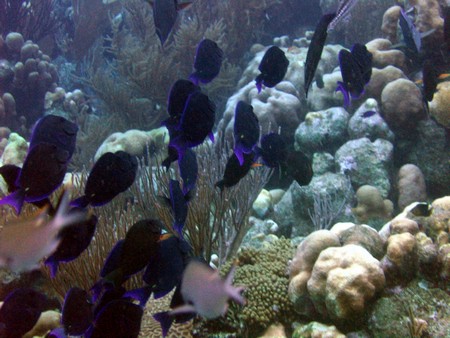 Diving, mostly on Bonaire