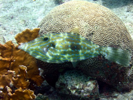 Diving, mostly on Bonaire