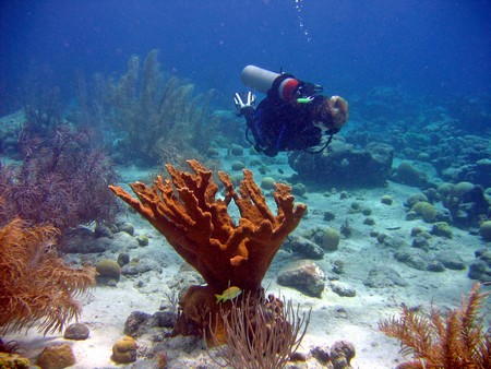 Diving, mostly on Bonaire