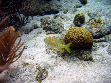 Diving, mostly on Bonaire