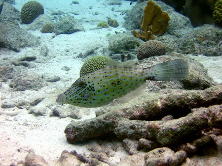Diving, mostly on Bonaire