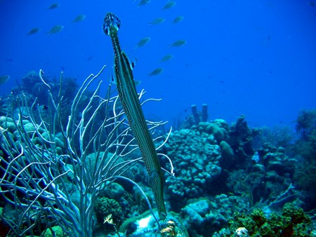 Diving, mostly on Bonaire