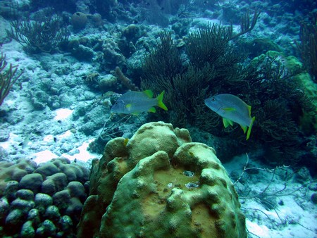 Diving, mostly on Bonaire