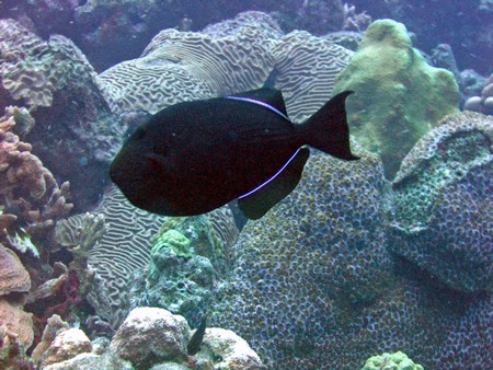 Diving, mostly on Bonaire
