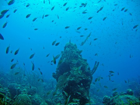 Diving, mostly on Bonaire