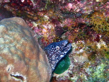 Diving, mostly on Bonaire