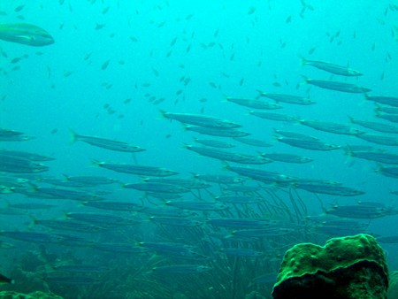 Diving, mostly on Bonaire