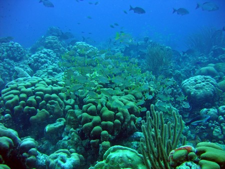 Diving, mostly on Bonaire