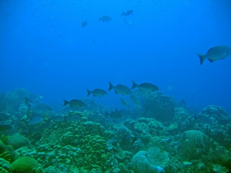 Diving, mostly on Bonaire
