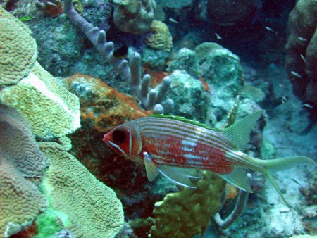 Diving, mostly on Bonaire