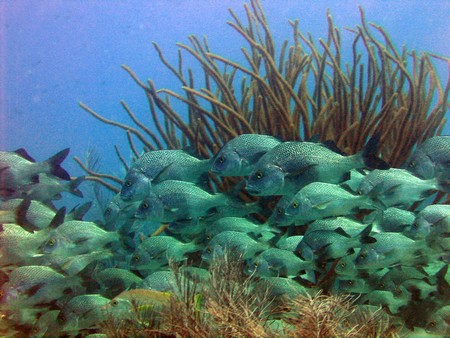 Diving, mostly on Bonaire