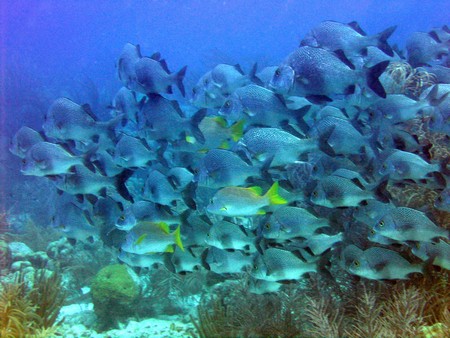Diving, mostly on Bonaire
