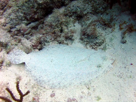Diving, mostly on Bonaire