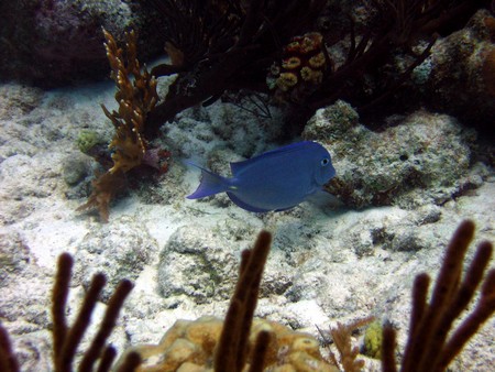 Diving, mostly on Bonaire