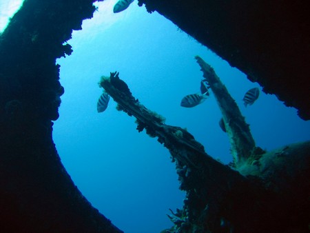 Diving, mostly on Bonaire