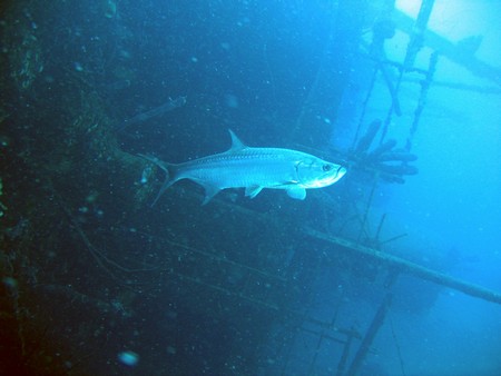 Diving, mostly on Bonaire