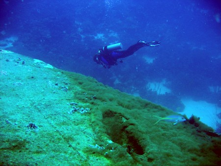 Diving, mostly on Bonaire
