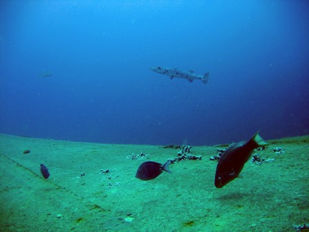 Diving, mostly on Bonaire