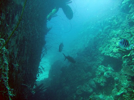 Diving, mostly on Bonaire