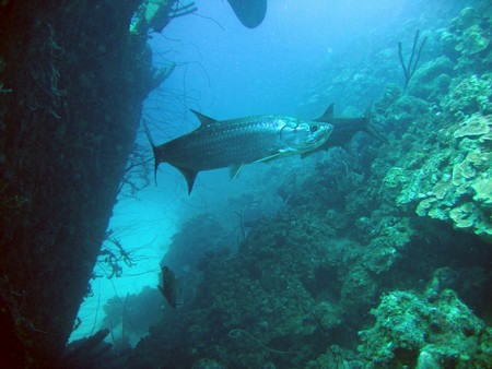 Diving, mostly on Bonaire