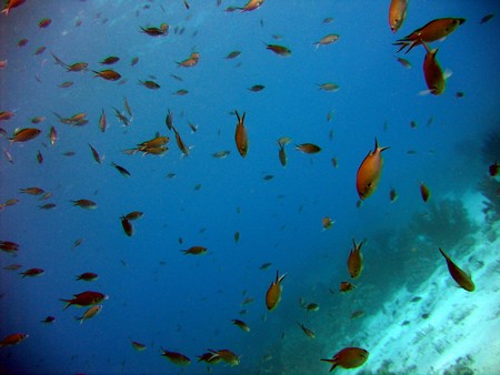 Diving, mostly on Bonaire