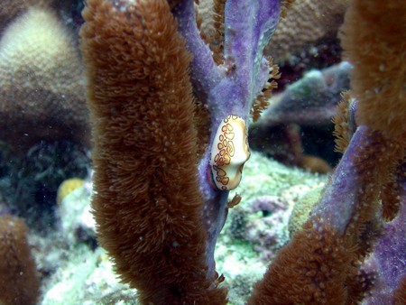 Diving, mostly on Bonaire