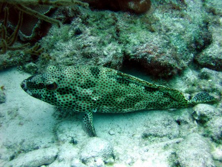 Diving, mostly on Bonaire
